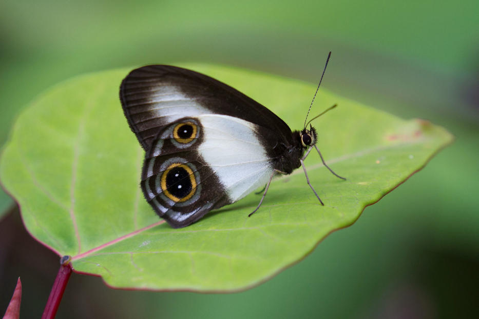 New Guinea butterfly