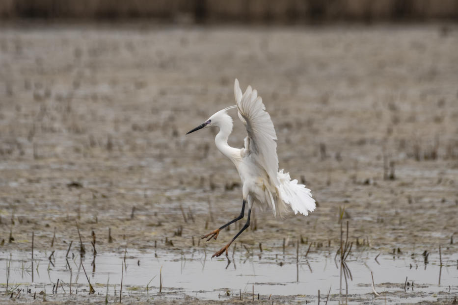 Little Egret, Norfolk Broads, Great Britain