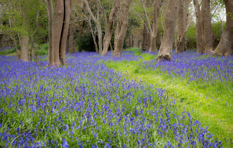 Bluebell flowers, England