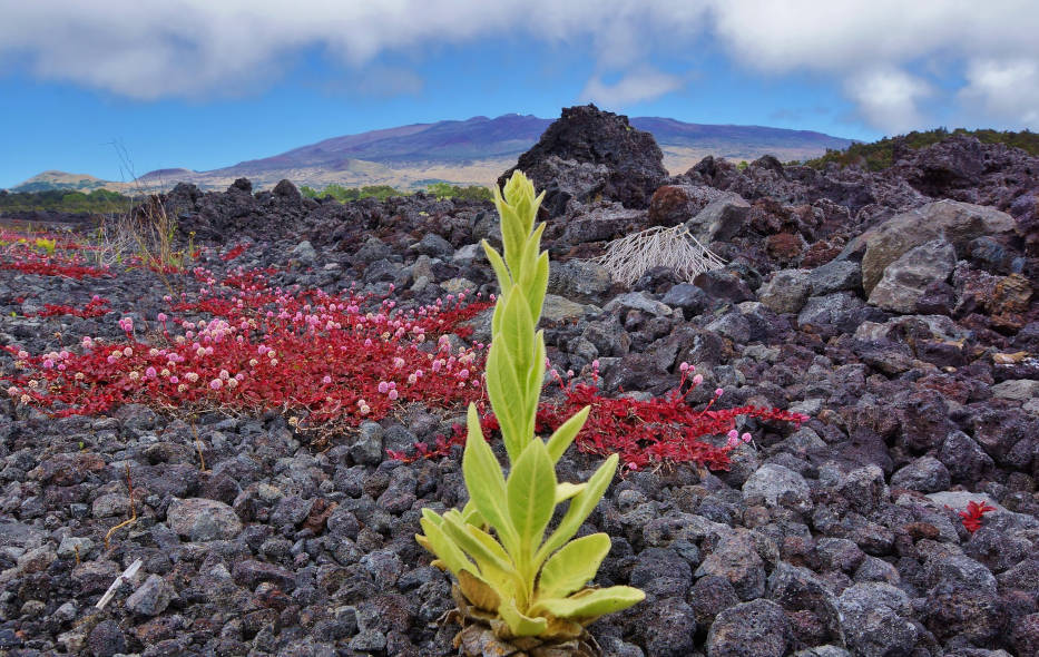 Hawaii's Big Island