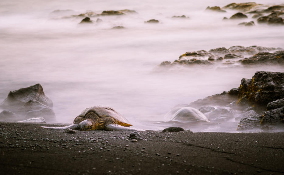 Black sand beach on the largest island in the United States by area