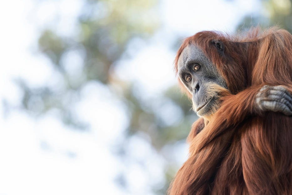 Bornean Orangutan (Pongo pygmaeus)