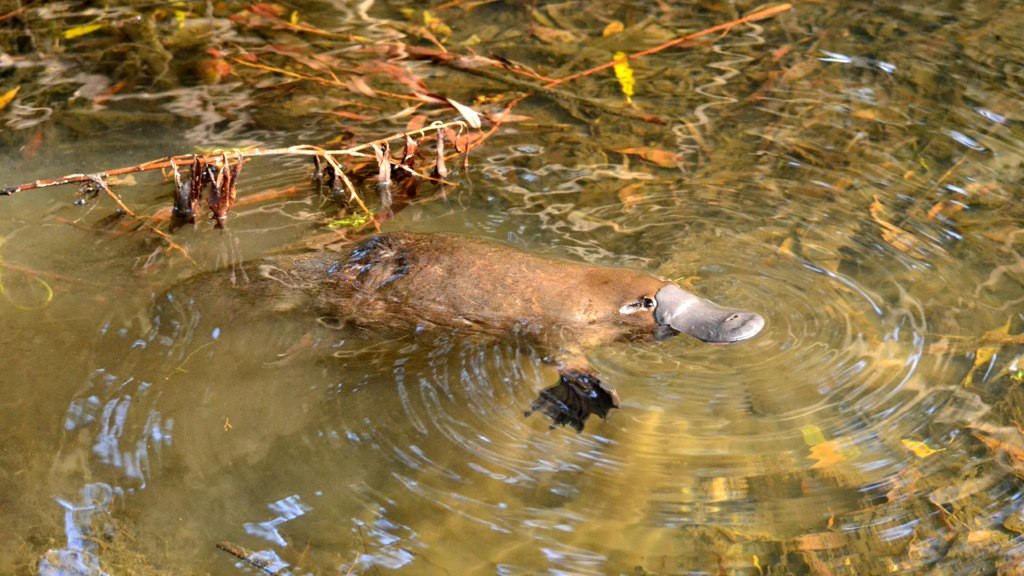 Platypus, Tasmania - the largest island in Australia