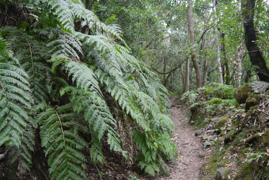 Anaga Rural Park