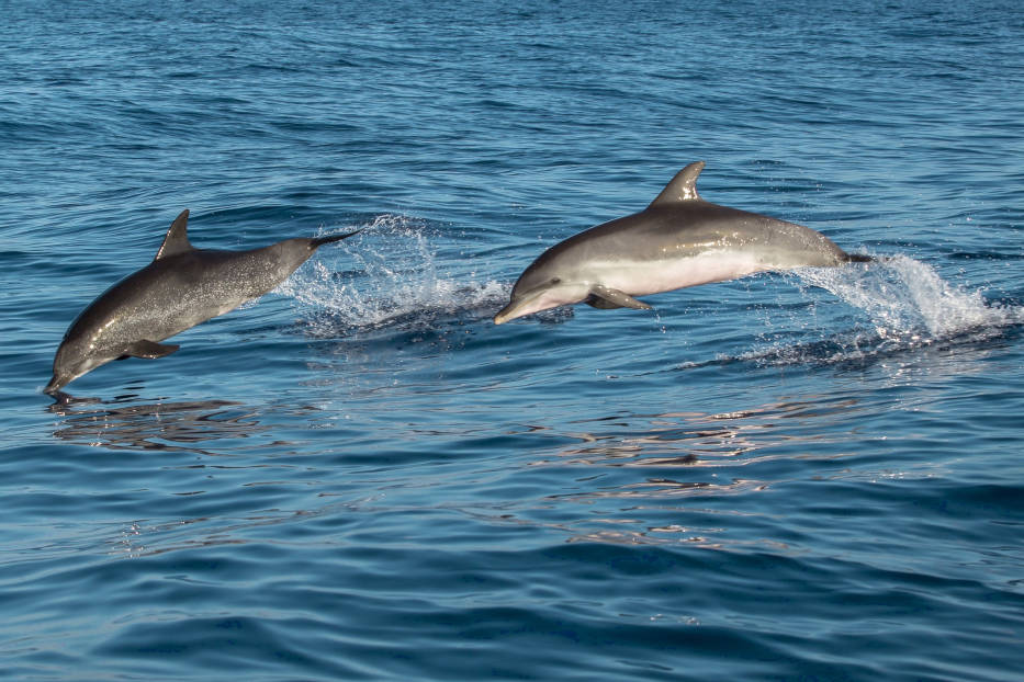 Dolphin Watching, Tenerife