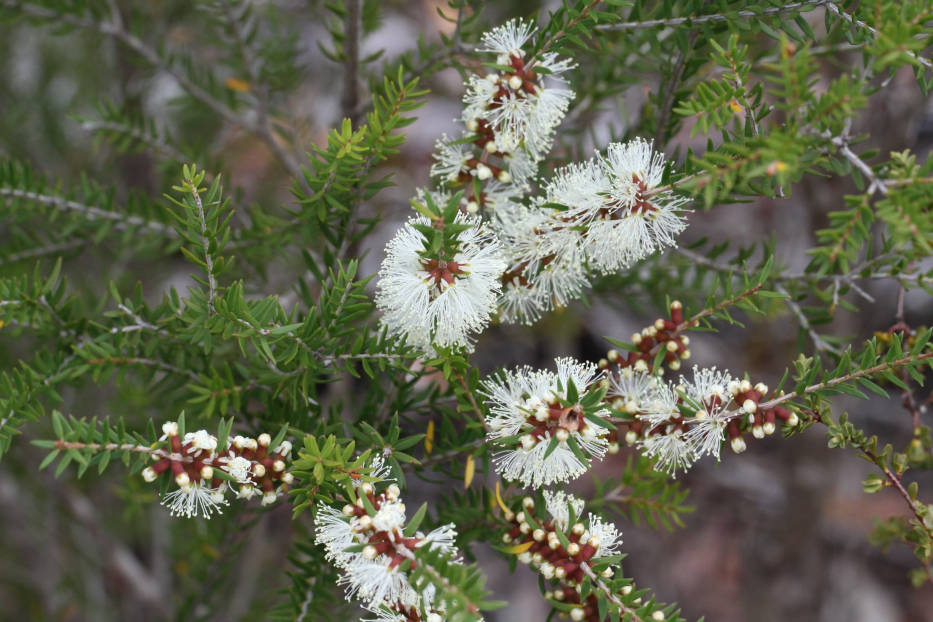 Melaleuca lanceolata