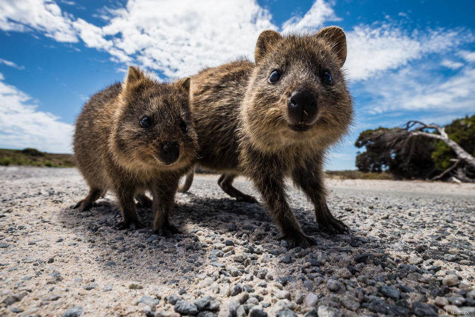 Meet Adorable Quokkas on Rottnest Island