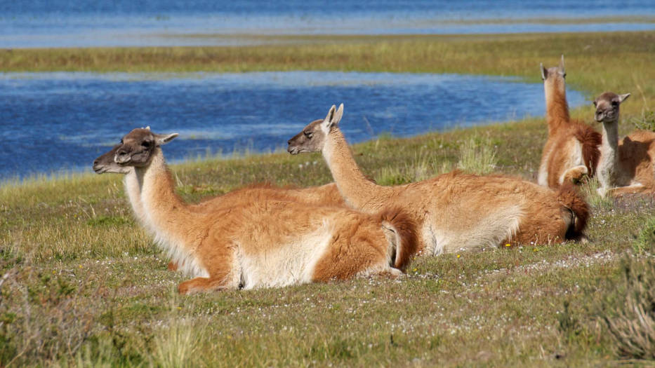 Guanacos