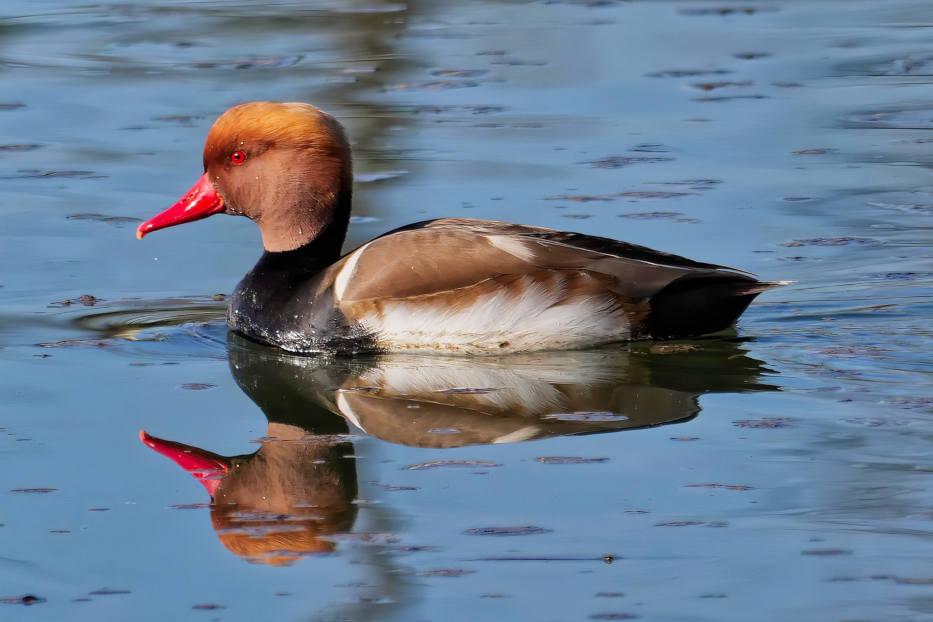 Vogelinsel, one of five enchanting islands in Bavaria, is birdwatcher’s paradise