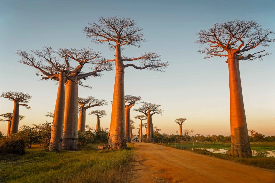  Baobab Alley