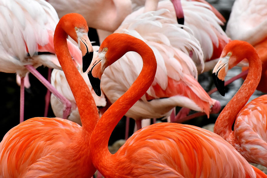 Djerba Flamingo Lagoon