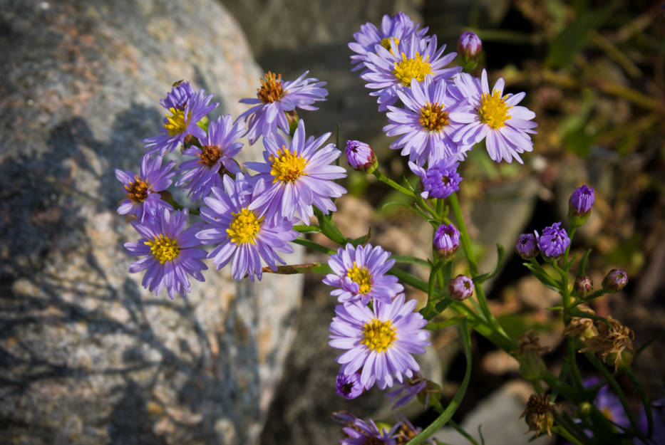 Wildflowers on Gotland