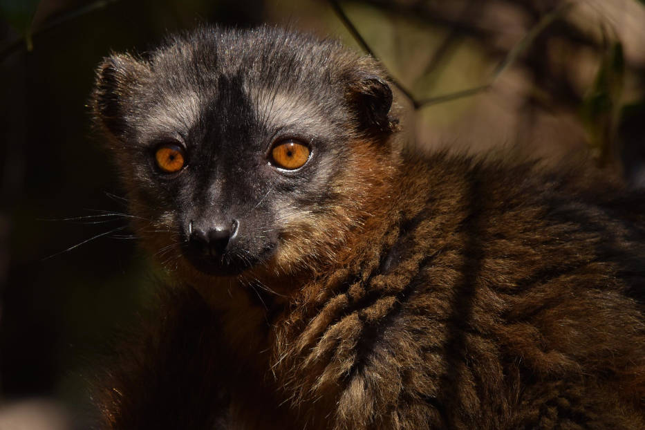 Madagascar's lemur