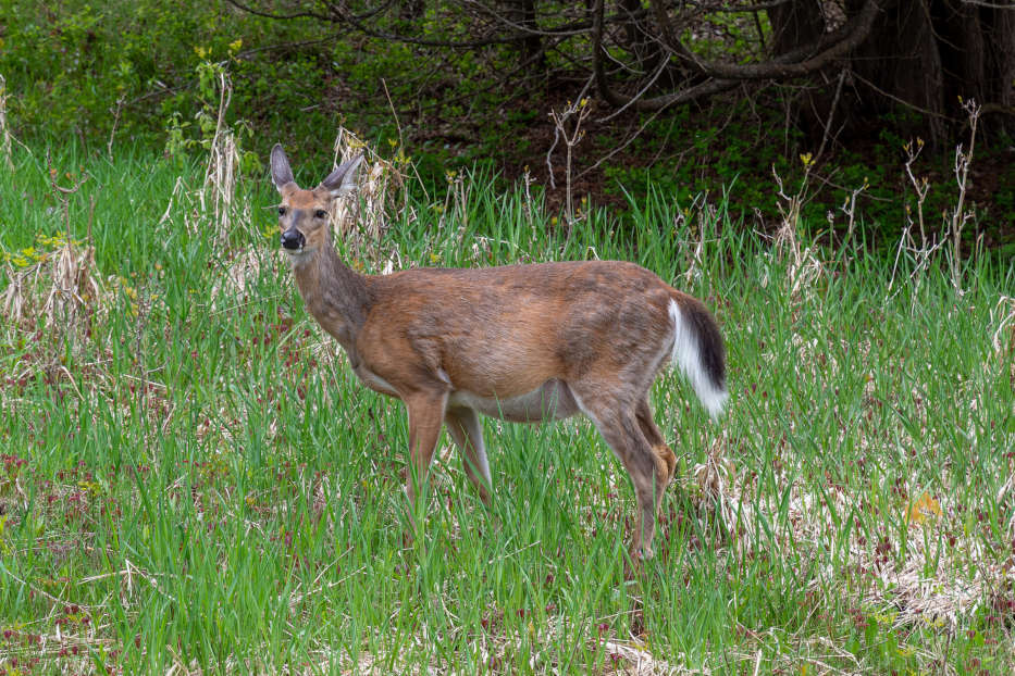 White-tailed deer: Manitoulin Island