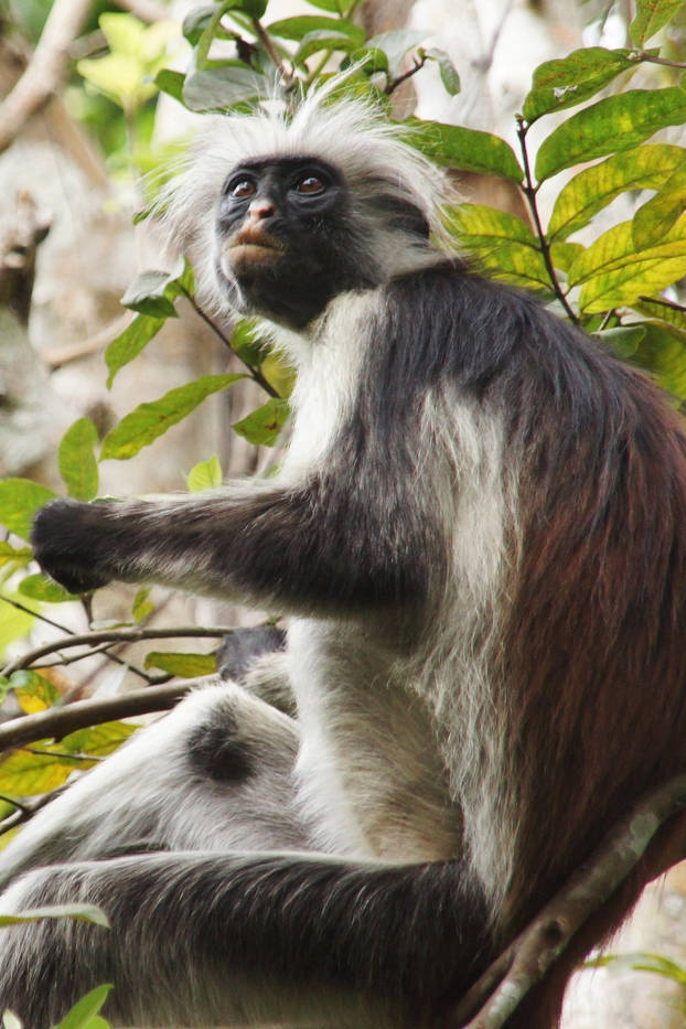 Zanzibar red colobus monkey