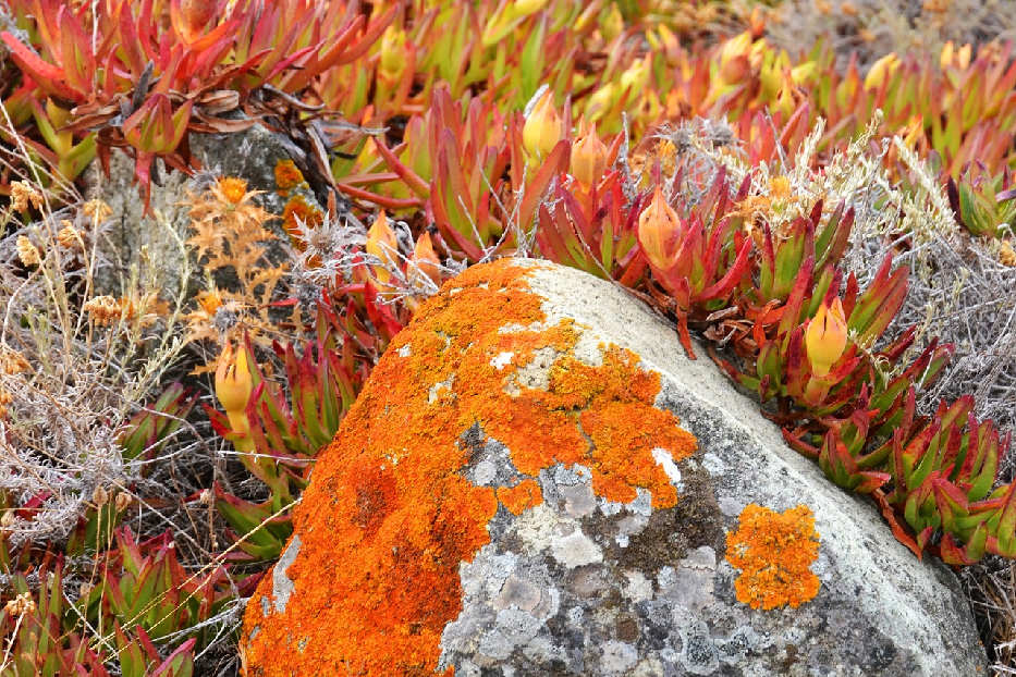 Corsica flora