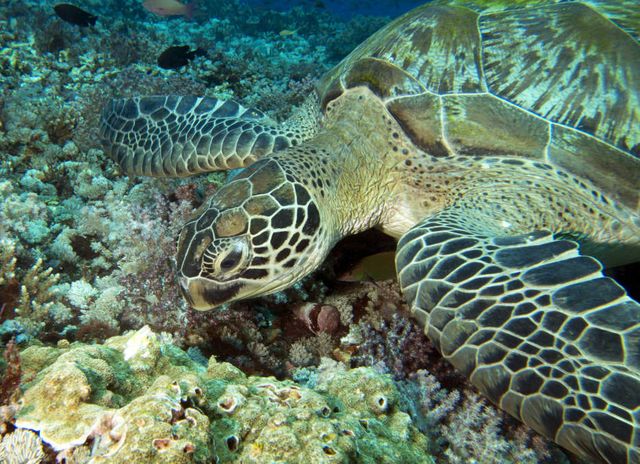 Green sea turtle, Tenerife