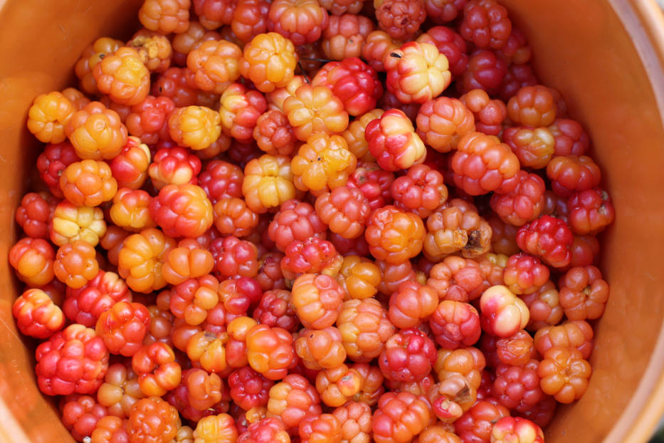 Spitsbergen Cloudberries