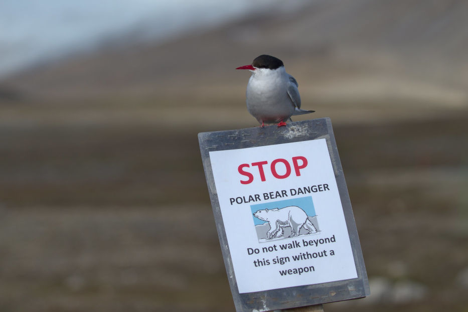 Stop! Polar Bear Danger