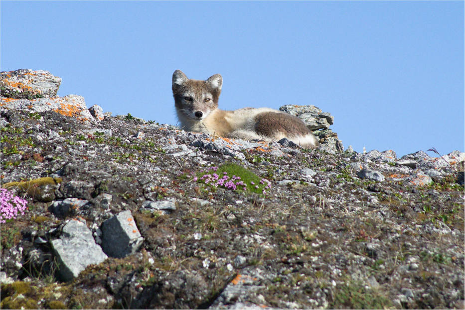 Arctic fox on Spitsbergen