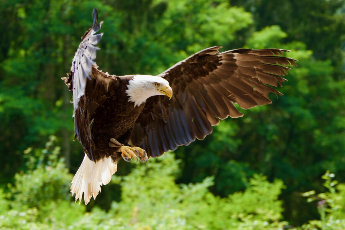 White-tailed Eagle on Rusnė: Lithuania's Largest Island