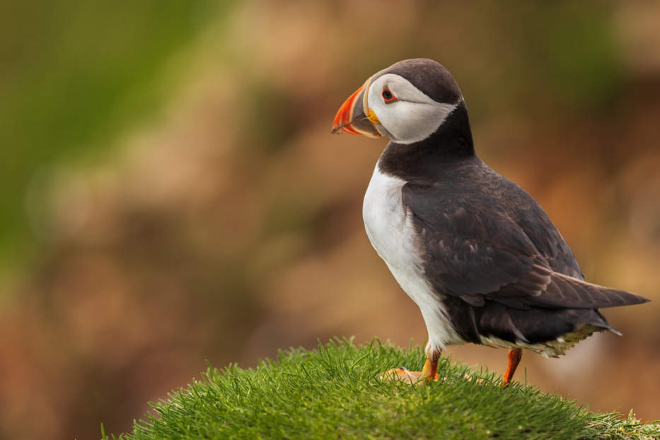 Atlantic Puffin