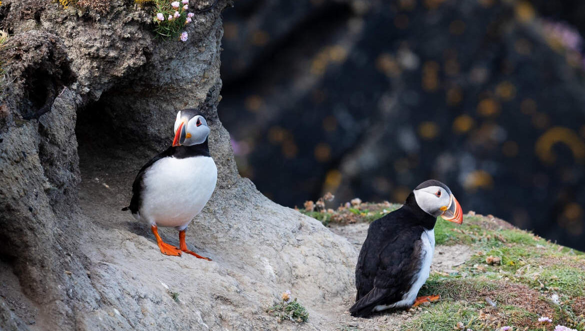 Atlantic Puffins and Their Island Homes