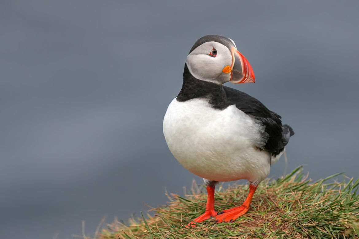 Atlantic Puffins and Their Island Homes