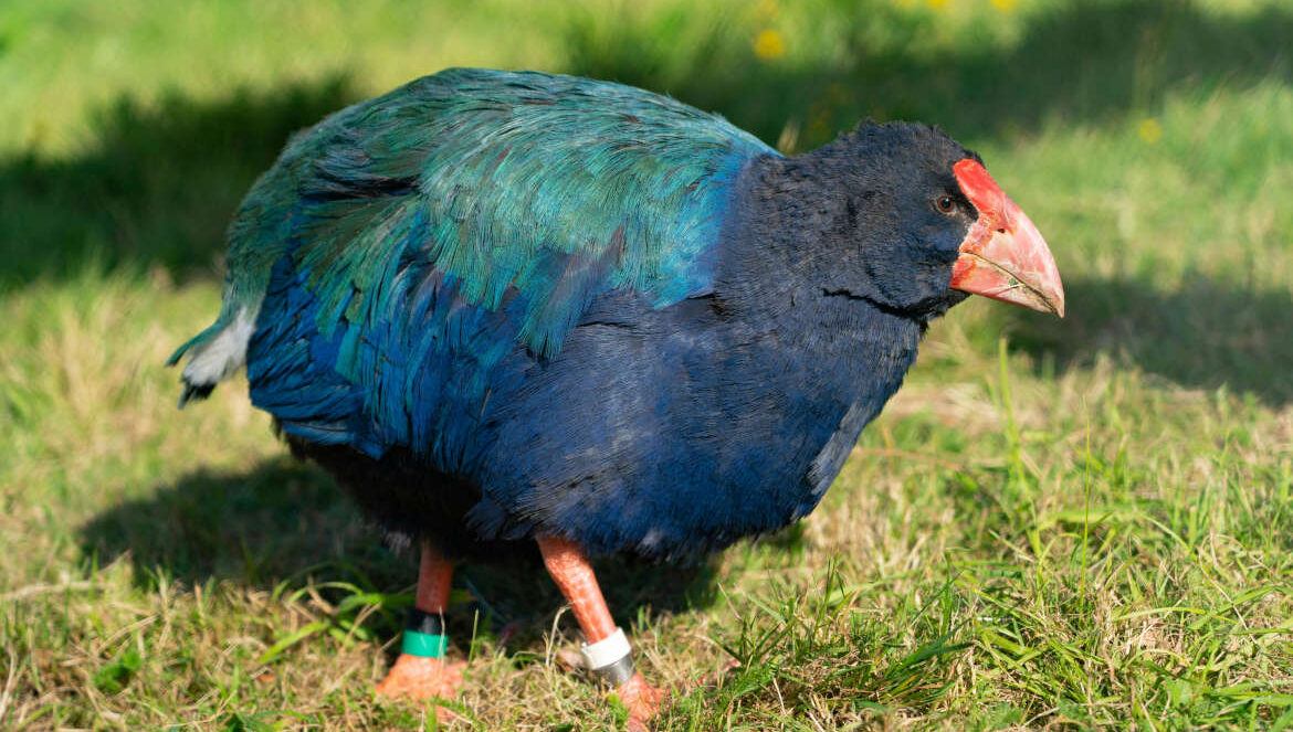 The Flightless Birds That Call New Zealand Home