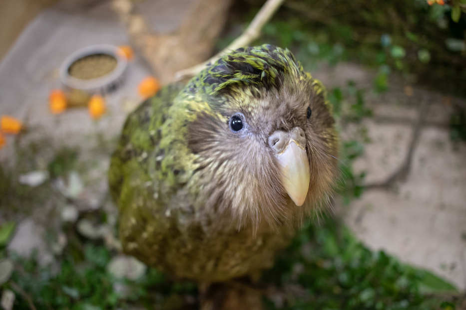 Kākāpō