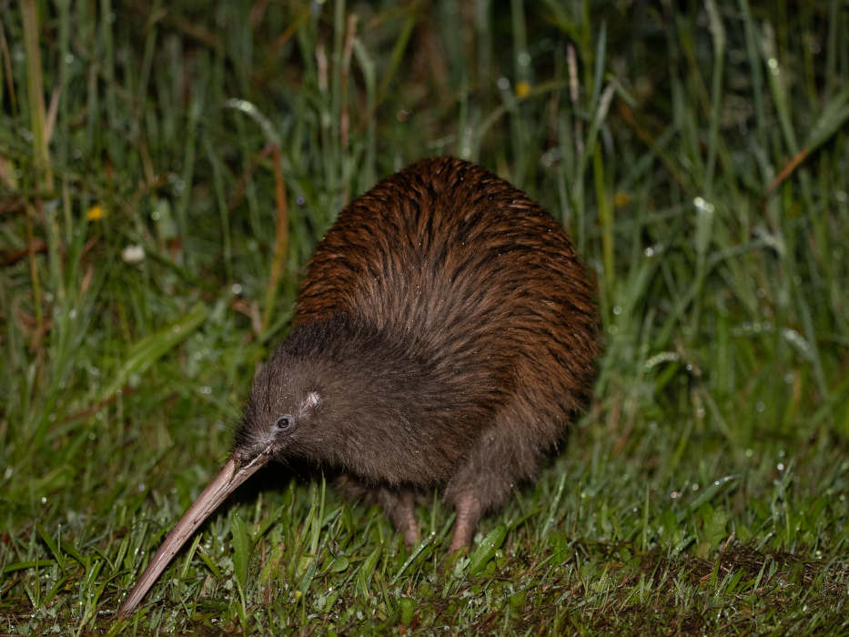 Kiwi: Flightless Birds of New Zealand