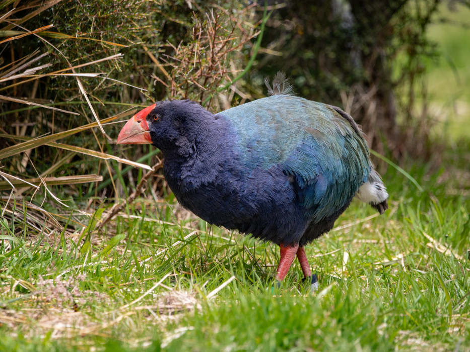 Takahe