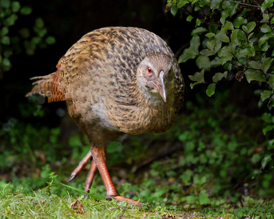 Weka: The Island Opportunist