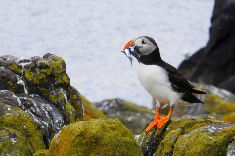 Puffin and fish